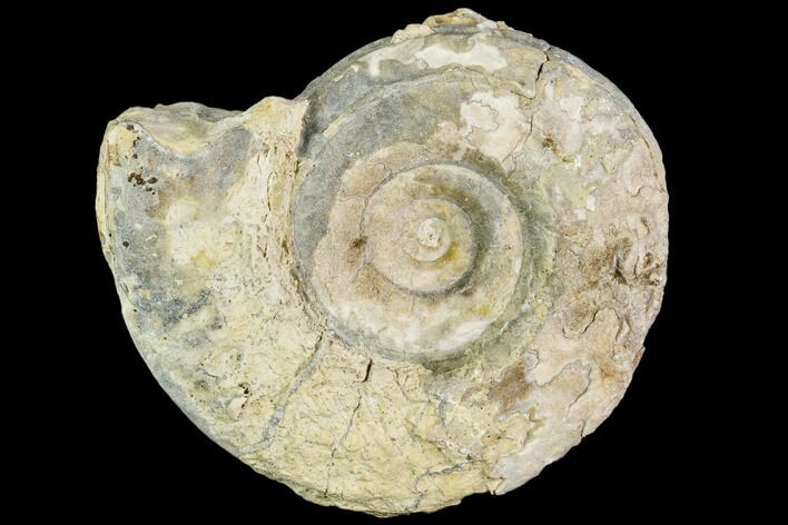 Fossil Ammonite (Hildoceras)- England #110796